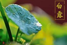 白露下雨有什么说法