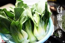 白露前后适合种什么菜