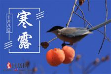 寒露节气要吃柿子吗