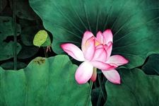 2019年九毒日第四天:农历五月十五(6月17日)
