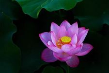 2019年九毒日第三天:农历五月初七(6月9日)
