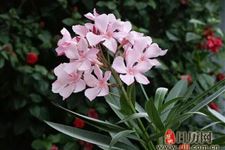 2019年植树节适合栽种的树种