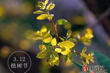 植树节种树的意义是什么