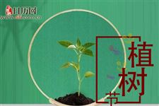 中国古代是如何植树造林的