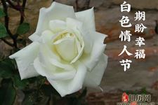 白色情人节的寓意是什么