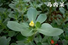 春分吃什么野菜好