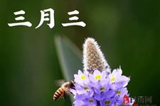 三月三节是哪个民族的节日