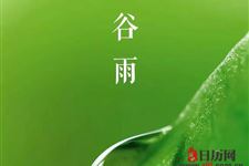 谷雨茶是什么时候