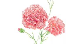 母亲节妈妈不在身边送什么礼物好