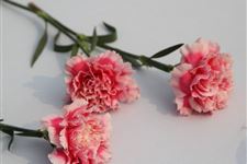 母亲节送什么礼物给妈妈