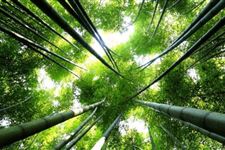 五毒日禁忌有哪些