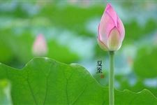 夏至是初伏吗?