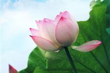 夏至吃安宫牛黄丸有什么好处
