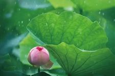夏至有什么讲究和禁忌