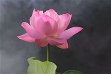 夏至当天属于四离日吗?四离日有什么讲究?