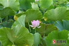 2019年末伏有几天:10天