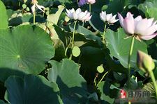末伏是什么意思