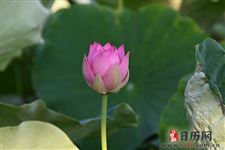 中伏至,防湿气,记住饭后“三不,”睡前“三不”,可预防疾病