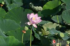 中伏为什么会有20天的情况