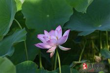 三伏天末伏就应该吃这些