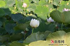 2019年什么时候出伏