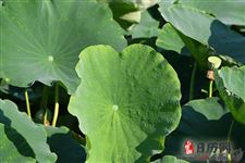 末伏养生4大秘籍