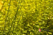 2019年秋老虎是几月份:8月-9月之交