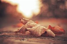 俗语:"公秋爽,母秋凶".今年秋老虎是公是母?