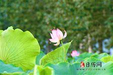 2019年立秋过后,会不会出现秋老虎