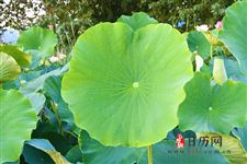 2019年秋老虎有多少天