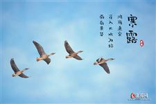 寒露三候?菊有黄华