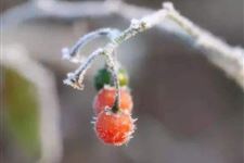 “霜降”过后,莫忘补肾滋阴