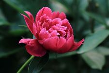 母亲节可以送芍药花吗