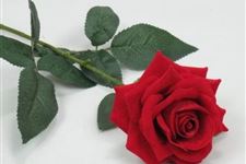 母亲节可以送玫瑰花吗