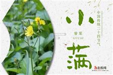小满吃苦菜竟然这么多好处?再苦也得吃