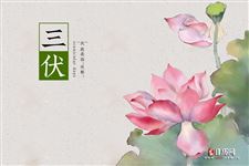 2020年为什么是40天的三伏天