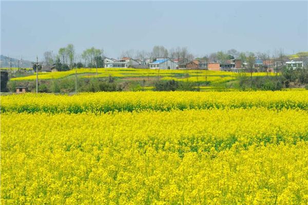 2016年漢陰油菜花節是什麼時候?