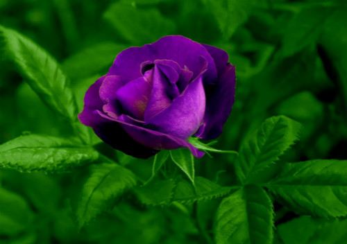 紫玫瑰花语,紫玫瑰代表忧郁梦幻