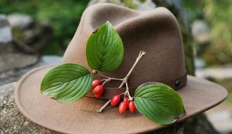 重阳节插茱萸为何能辟邪?