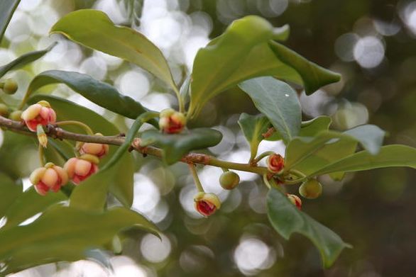1月8日餐桌物种日历:八角