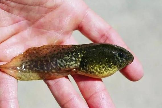 牛蛙的蝌蚪也是大个子