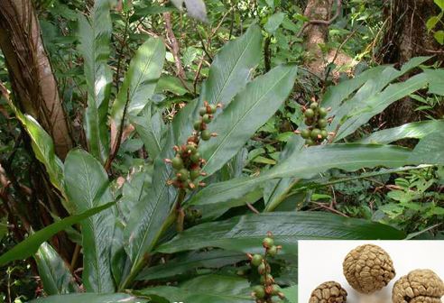 草豆蔻顧名思義是個草本植物,而肉豆蔻是小喬木,春生苗夏抽莖開花