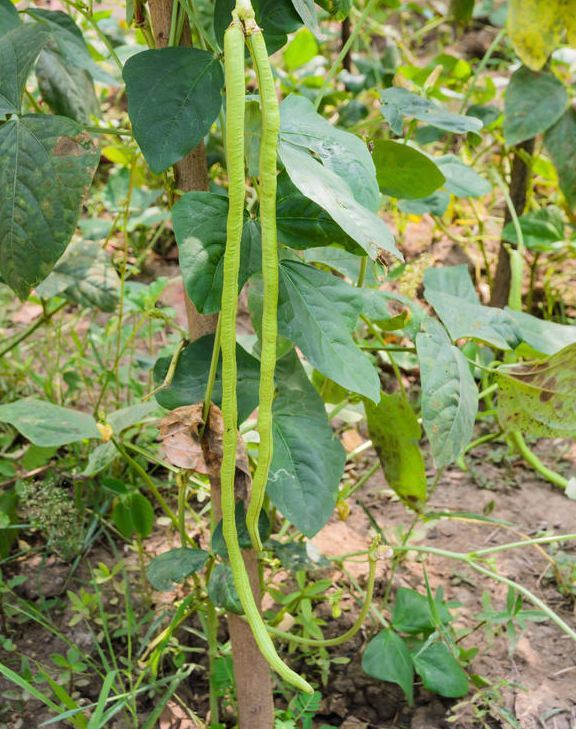 豆荚最长的长豇豆