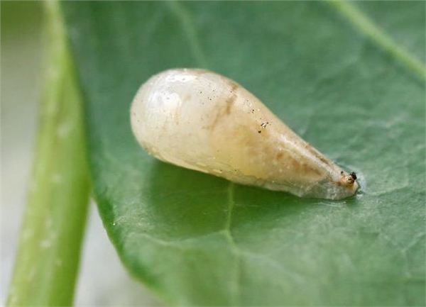 黑带食蚜蝇蛹