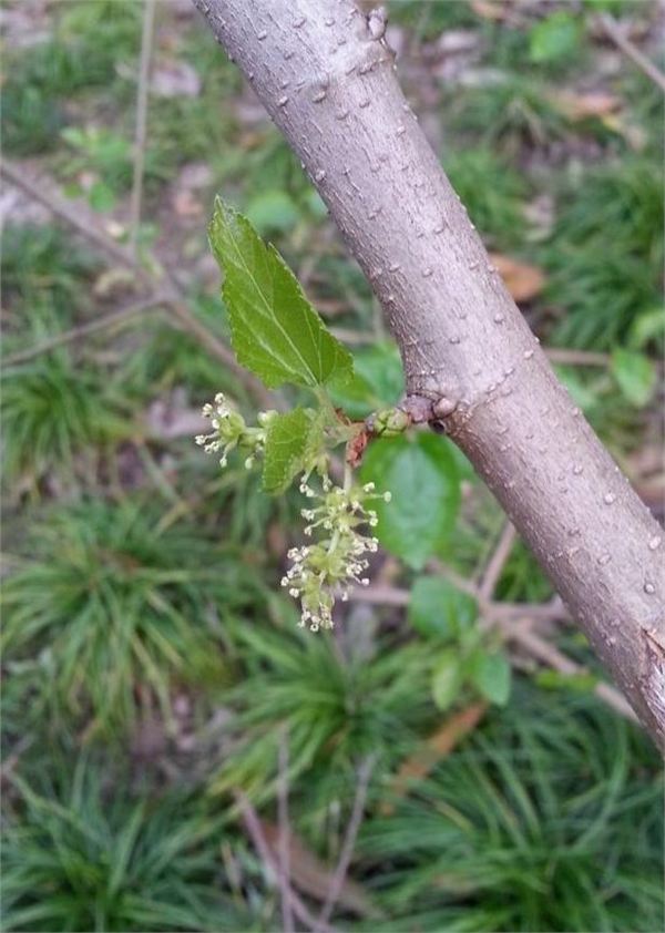 桑树的雌花序(上)和雄花序(下)