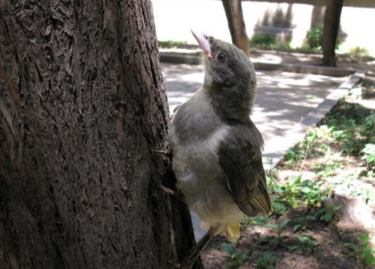 1月17日城市物种日历:红嘴蓝鹊