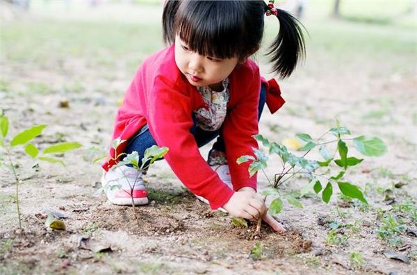 植树 植树