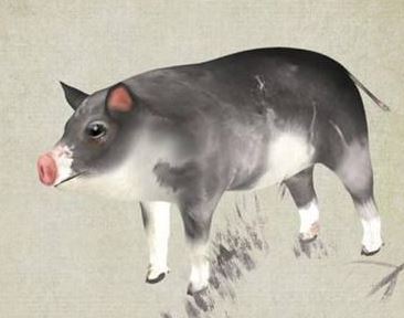 属猪 属猪