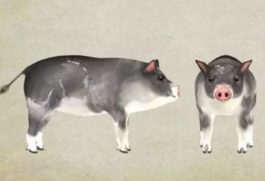 生肖猪 生肖猪