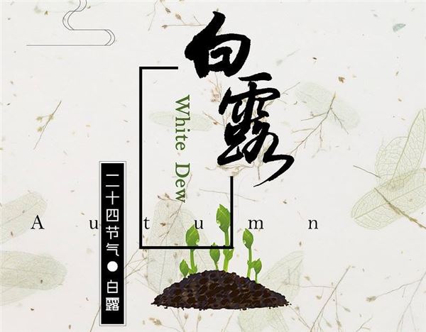 白露 白露